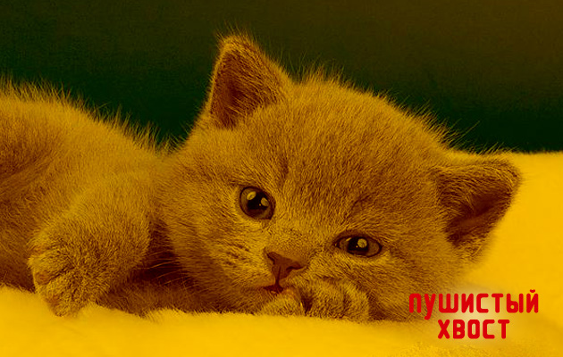Прививки котятам | британцам когда делать первая прививка котенку от  бешенства | Пушистый Хвост